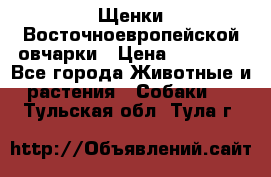 Щенки Восточноевропейской овчарки › Цена ­ 25 000 - Все города Животные и растения » Собаки   . Тульская обл.,Тула г.